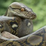 Cryptominers Slither into Python Projects in Supply-Chain Campaign