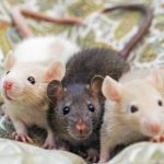 Amazon, Azure Clouds Host RAT-ty Trio in Infostealing Campaign