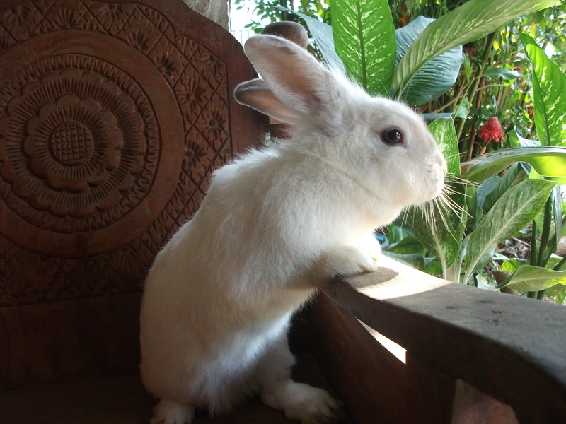 white-bunny.jpg